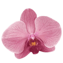 bg-texture